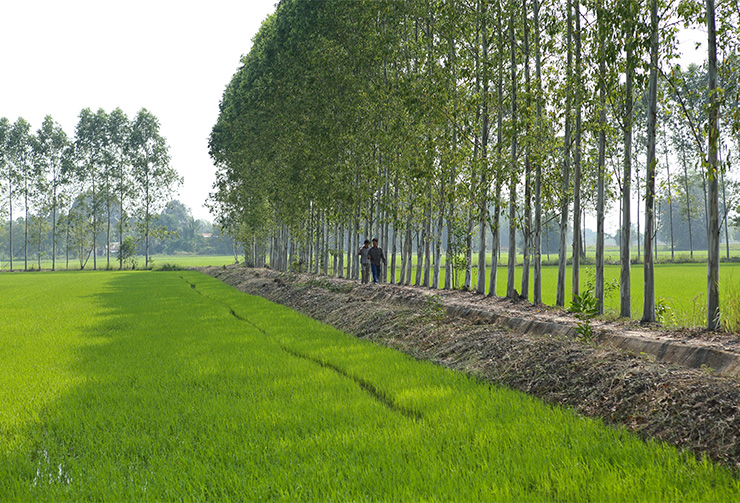 Double-A-grows-trees-with-the-help-of-over-farmers-Thailand